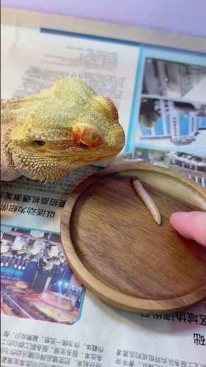 🦎🐸 Funny Moment: Chameleon Hesitates and Misses the Toad! 😂 #shorts