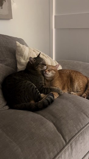 Adorable Cats Cuddling and Their Sweet Moments
