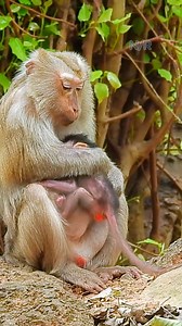 250K views · 3.9K reactions | Oh Mom Jade fast run to hug baby Javor by face scare Mama Teresa hur-t her baby 殺 #UnitedStates #monkeys #monkey #reelsvideo #newlymonkeyreel #reelschallenge #reelitfeelit #tiktok #tips #tiktokviral #newlymonkeyreel | Newly Monkey Reel | Facebook