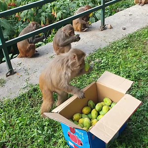 Watch What Happens When a Hungry Monkey Gets 1 Box of Mango | Feeding Hundreds Of street dogs | Feeding Animal