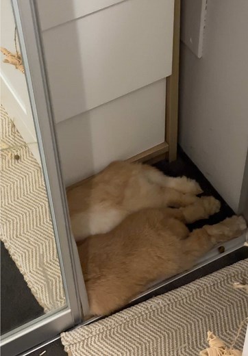 Understanding Rabbit Behavior: Free Roam Insights