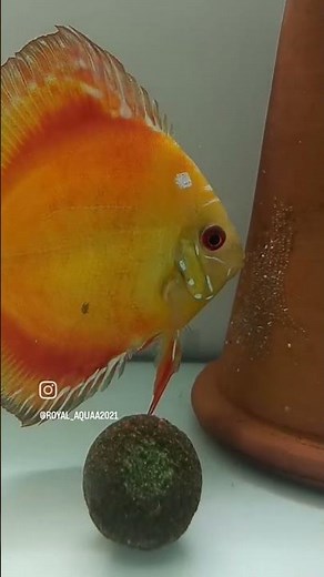 Discus fish breeding | Second Pair laid eggs... #discus #discusfish #discusbreeding #breedingdiscus