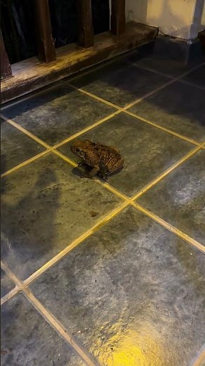 Feeding King Toads in Costa Rica #costarica #rainforest #puravida #toad #kingtoad