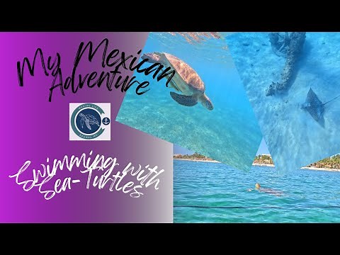 Swimming with SEA TURTLES in Akumal Bay, Mexico