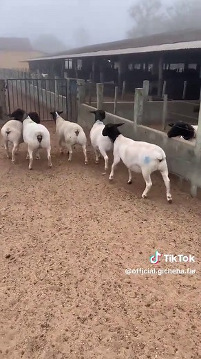 Exploring Dorper Sheep Farming on a Working Farm