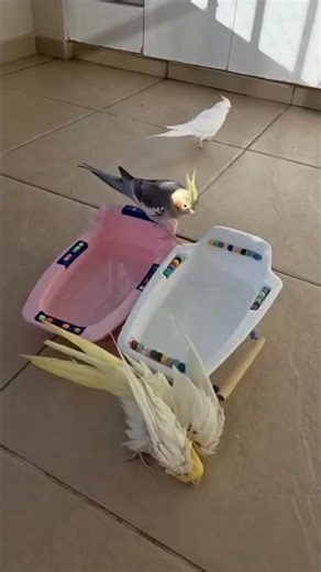 Time Discovery Zoo Screensaver SUBSCRIBE Wallpaper ❤️