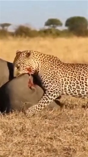 video_6_44c674b40be748c181ae8d49c979f9b1