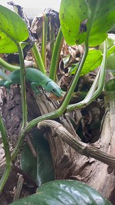 17K views · 285 reactions | My Green Keeled Bellied Lizard enjoying some dubia and a smoothie #reptileshop #tucson #arizona #pets #gastropholisprasina #greenkeelbelliedlizard | Ever Evolving Exotics | Facebook
