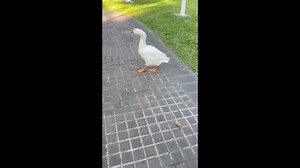 Honking Goose Scares Human