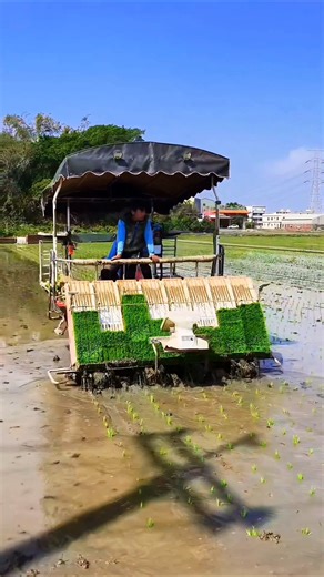 paddy planting machine 🌾 #shorts #shortsfeed #viral