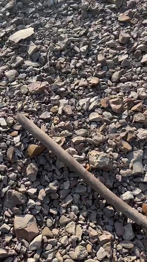 Sorry for the language it was an emotional roller coaster #LIKEABOMBSHELL #gems #gemmining #rocktok #rocktokers #quarts #Hunting #trending #foryoupage #creeksquad #fishing #outdoors #foryou #fyp #ShowYourGreatness #artifact #TalkingTree