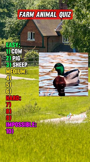 LaughHumor on TikTok