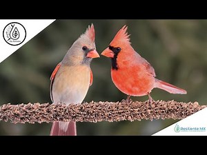 CANTO, VOZ y LLAMADOS Cardenal Rojo "Cardinalis cardinalis" Northern Cardinal, "Alas Resilientes"