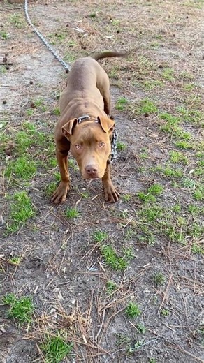 Backyard kennel and outdoor kennel ifeas#oldfamilyreds #americanpitbullterrier