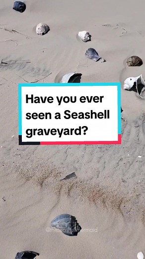 While shelling in outer banks, I often find what I call