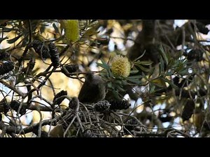 Little Wattlebird or Brush Wattlebird (Anthochaera chrysoptera) feeding on Banksia