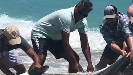 Florida shark fishermen clash with beachside owners and swimmers over chumming, blood baiting