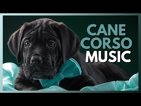 Relaxing Dog Music for Cane Corsos! - Dog Radio