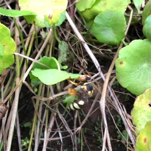 Insect Identification | I’ve been relentlessly stalking the Cicada Killers in their hunting grounds | Facebook