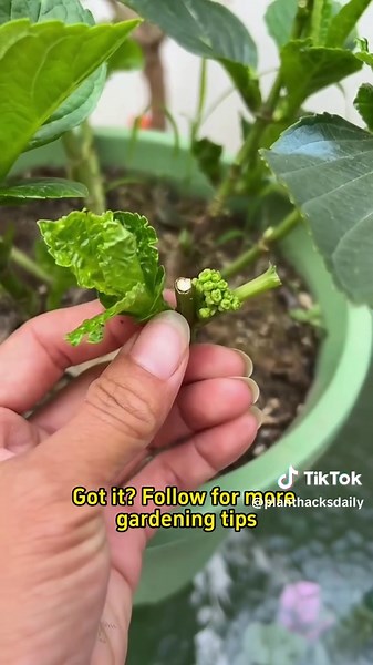 How to properly prune hydrangeas? #plant #plants #planting #planttiktok #planttips #planttok #plantlover #planttips #garden #gardening #gardening101 #gardentok #gardeningtips #gardeninghacks #roots #cutting #indoorplants #houseplants #plantsoftiktok #hydrangeas