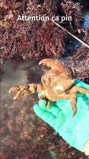 Are you familiar with this rather unusual crab? The Dromie crab. #crabbing #beach #fishing