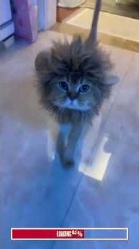 The Worst Animal Haircuts You Will Ever See ✂️💀 | Algorithm Cleanse