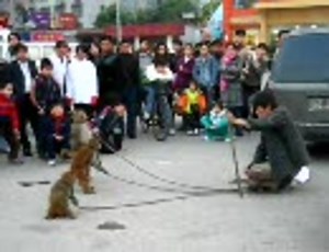 消えゆく中国の猿回し