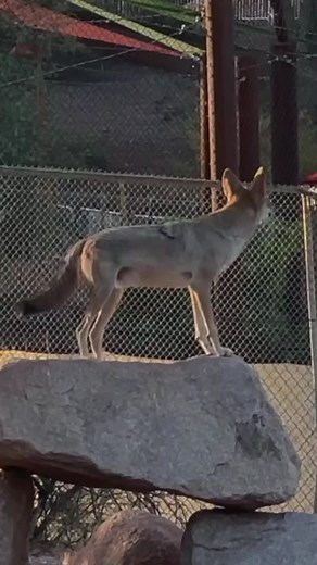 Phoenix Zoo on Instagram: "SOUND UP! The sound of coyotes howling in the night is familiar to many of us, but what are they saying? Howling announces a coyote pack’s presence to other packs and calls the group together after a hunt. It can also make it seem like there are more coyotes than there actually are. This phenomenon, called the “beau geste effect,” is created by rapidly changing the howl’s pitch and frequency, and by mixing in an assortment of yips, yaps, and barks. Once the sound scatt