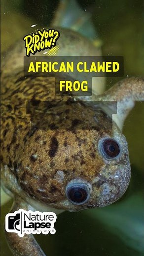 How the African Clawed Frog Eats Without a Tongue!