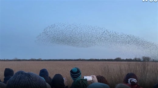 Large starling flock performs a murmuration at dusk
