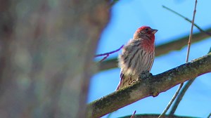 Unusual birds visiting Michigan as spring migration season begins