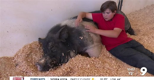 4H at Pima County Fair gives people opportunity to raise and auction livestock