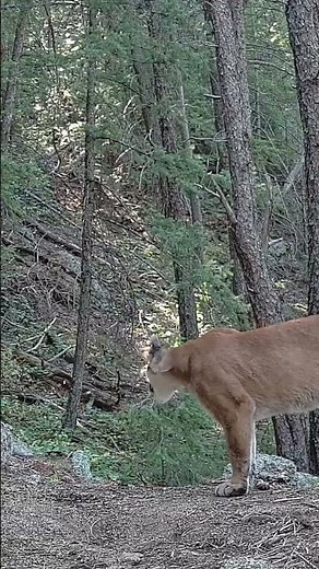 Mountain Lion Cougar chirping, calling. Cougar sounds. Spooky sounds