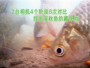 深秋降温总空军，2台相机4个阶段8次水下找鱼，原来鱼都藏在这
