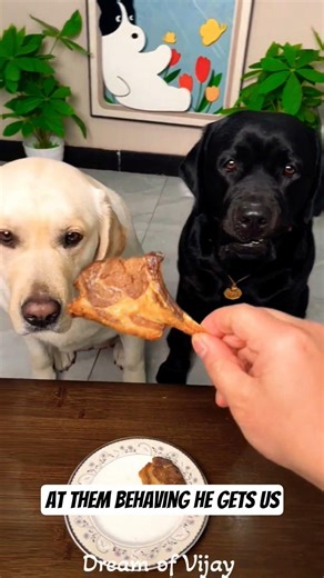 This Black Lab vs. That Yellow Lab! 🍖🐾 #shorts