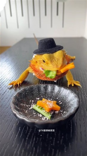 Bearded Dragon, Everything's Cute Project, Reptile Pets, 365 Little Things About Me