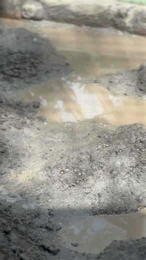 3.8K views · 98 reactions | Did you know our Caribbean flamingos are master nest builders? 囹 They create cone-shaped mud mounds to keep their eggs safe and sound. Both parents take turns incubating the egg. It's amazing to see such unique and fascinating nesting habits in action! Come witness the magic for yourself! ✨讀 | Sacramento Zoo | Facebook