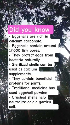 Eggshells Hidden Benefits