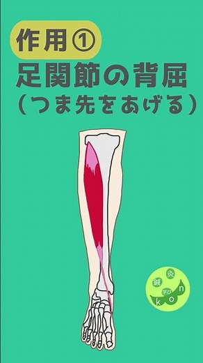 前脛骨筋の作用｜解剖学ワンポイント #Shorts