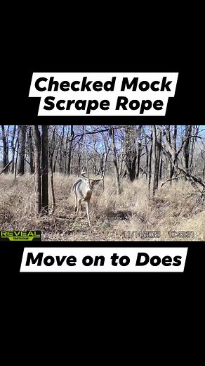 Big Buck Action! #new #reels #mockscrape #deer #deerhunting #bigbucks | KOAM Outdoors LLC