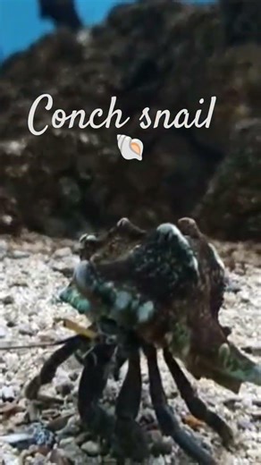 conch snail #snail #youtubeshorts #youtube #shorts #reels #shell #naturelovers #nature