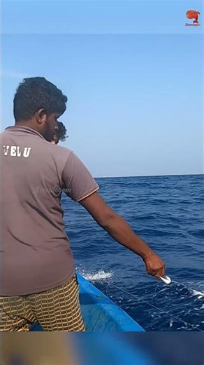 Back to Back Bonito Fish Caught in the Sea #fishing #fishingvideo #fishingtime