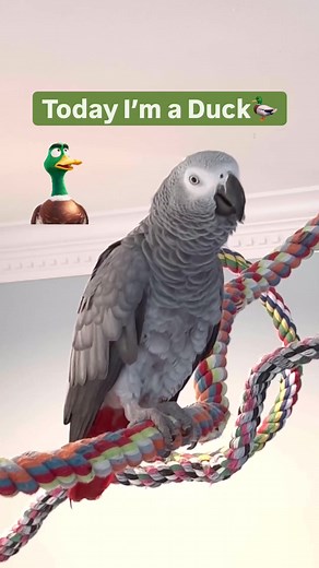 Symon the Talking Congo African Grey Parrot