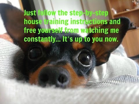How To Potty Train A Miniature Pinscher Puppy, Min Pin Housetraining Methods Best For Your Lifestyle