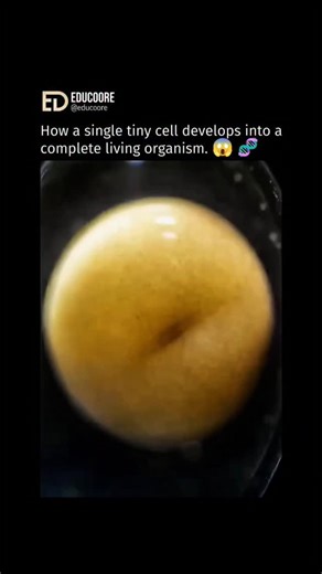 Edu Coore on Instagram: "The transformation from a single cell into a complex living organism is a biological masterpiece driven by a precise genetic blueprint. It follows three fundamental scientific stages: 1. Rapid Cell Division (Mitosis): The journey begins with a single fertilized egg called a zygote. Through a process called mitosis, this single cell divides into two, then four, then eight, and so on. At this early stage, these are "stem cells," meaning they have the potential to become an
