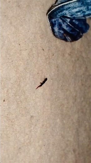 Gecko Cudjo Key Fla 1986/87 4 Buckaneer Lane Cudjo Key Fla 💕🔥🌹🎼🇮🇪🎣🦜