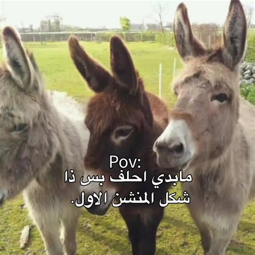 #foryoupage #الشعب_الصيني_ماله_حل😂😂 #مالي_خلق_احط_هاشتاقات🧢 #foryou #fyp