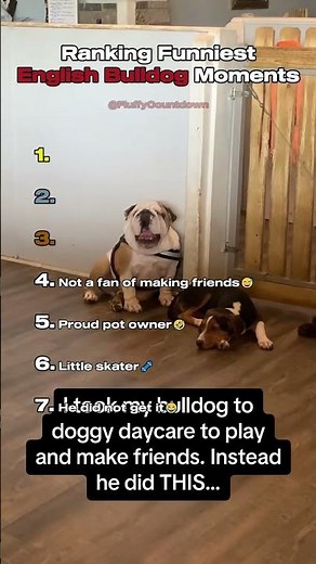 Top 7 Funniest English Bulldog Moments!🐶😂