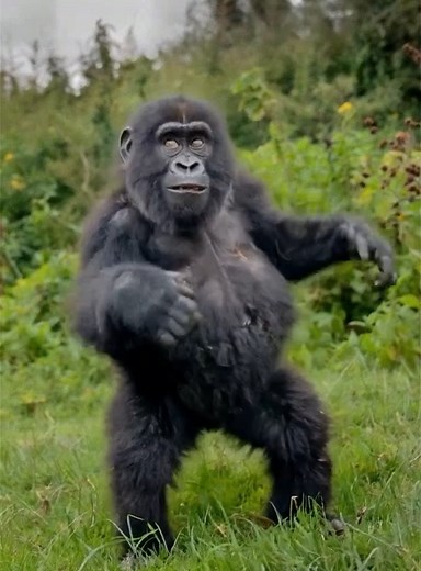 This video is one of the finalists of the Comedy Wildlife Video Awards 2025, a competition that celebrates the funniest moments in the wild. While there are more than 40 images in the final round, this one truly stands out. Caught at the perfect split second, this ape appears to be mid-slip, mid-panic, and mid-realization all at once — one hand raised as if to say “Wait, I can explain”, the other clinging desperately for balance. The exaggerated posture and expressive face make it look less like