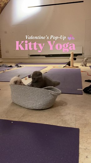 Valentine’s & Galentine’s Kitty Yoga Event in London